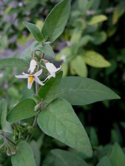 Solanum_chenopodioides_KoelnDeutz_250913_ja01.jpg