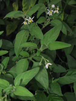 Solanum_chenopodioides_KoelnDeutz_250913_ja02.jpg