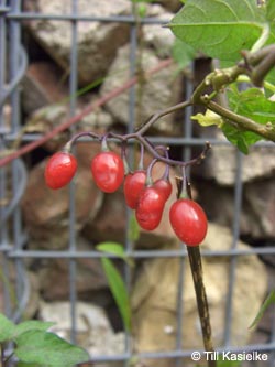 Solanum_dulcamara_BOLothringen020912_TK01.jpg