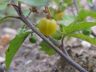 Solanum_luteovirescens_Orsoy200909_ja03.jpg