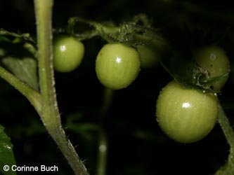 Solanum_lycopersicon_BO071009_CB03.jpg