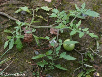 Solanum_lycopersicon_WITStbrRauen111009_CB01.jpg