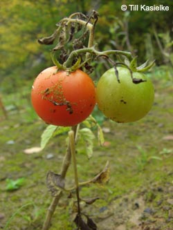Solanum_lycopersicon_WITStbrRauen111009_TK01.jpg