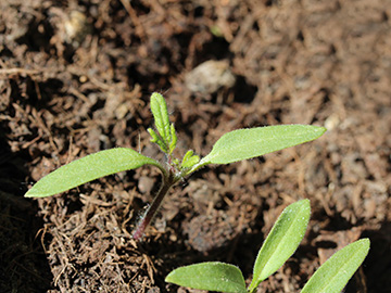 Solanum_lycopersicum_050518_CB02.jpg