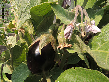 Solanum_melongena_BO-Altenbochum_Schrebergarten_210718_ja15.jpg