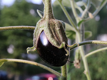 Solanum_melongena_BO-Ehrenfeld_300718_ja02.jpg