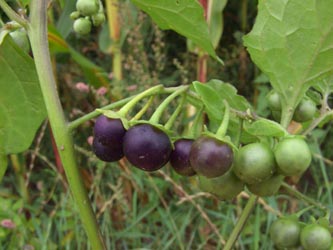Solanum_nigrum_nigrum_Viersen_ja04.jpg