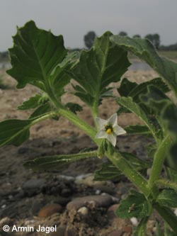 Solanum_physalifolium_Duisburg-Homberg_250813_ja10.jpg