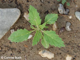 Solanum_physalifolium_DuisburgHombergRhein250813_CB09.jpg