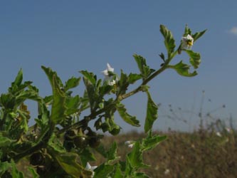 Solanum_physalifolium_nitidibaccatum_Orsoy260909_ja02.jpg