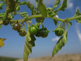 Solanum_physalifolium_nitidibaccatum_Orsoy260909_ja04.jpg