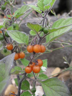 Solanum_villosum_Krefeld170911_ja05.jpg