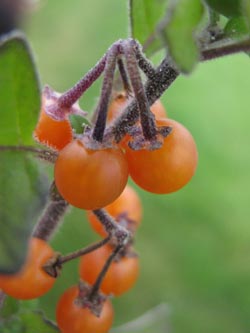 Solanum_villosum_Krefeld170911_ja12.jpg