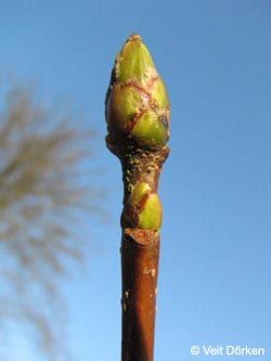 Sorbus_latifolia_Knospe_Rombergpark_VD02.jpg
