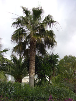Trachycarpus_fortunei_SantaPonsa_Mallorca2008_ja01.jpg