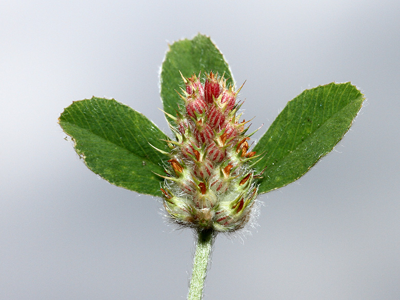 Trifolium%20striatum_190610_HGeier03.jpg