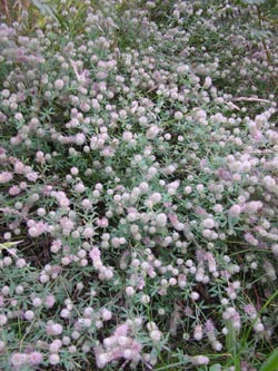 Trifolium_arvense_CAS-Bladenhorst160811_PG01.jpg