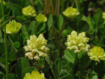 Trifolium_campestre_ja04.jpg