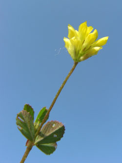 Trifolium_dubium_BO080606_ja01.jpg