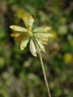 Trifolium_dubium_Hoennetal_ja01.jpg