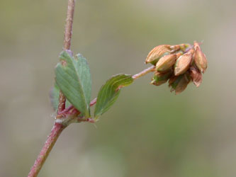 Trifolium_dubium_ja01.jpg