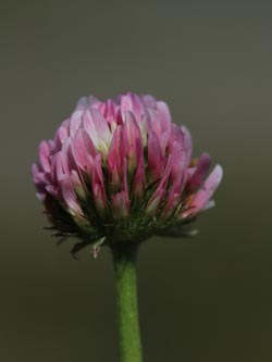 Trifolium_fragiferum_Ostfriesland_170714_CB01.jpg