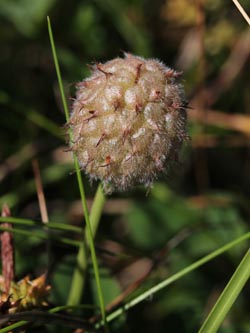 Trifolium_fragiferum_Ostfriesland_170714_CB02.jpg