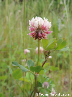 Trifolium_hybridum_Bergheim_110616_RTL01.jpg