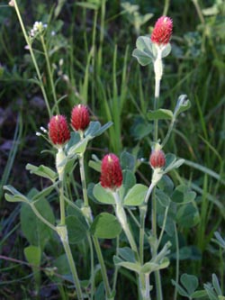 Trifolium_incarnatum_BOUnigelaende030511_Hae01.jpg