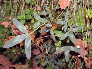 Trifolium_medium_HA-Haspe_011017_ML01.jpg