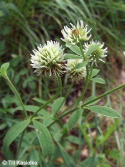 Trifolium_montanum_Spitznack-Loreley_080612_TK58.jpg