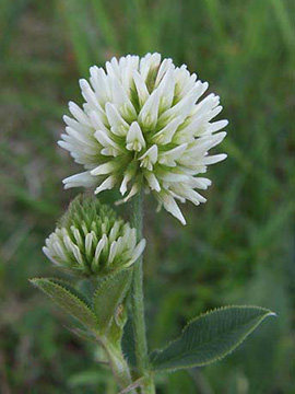 Trifolium_montanum_ja02.jpg