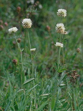 Trifolium_montanum_ja05.jpg