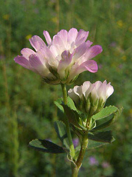 Trifolium_resupinatum_ja02.jpg