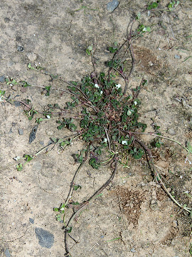 Trifolium_subterraneum_160514_HGeier01.jpg