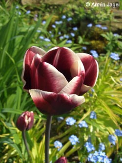 Tulipa_Fontainebleau_BORoncalli110508_ja05.jpg