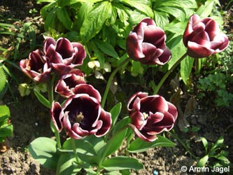 Tulipa_Fontainebleau_BORoncalli110508_ja08.jpg
