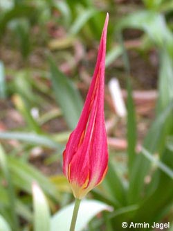 Tulipa_acuminata_ja01.jpg