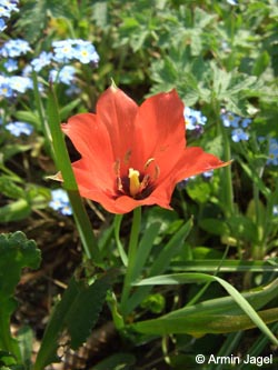 Tulipa_linifolia_BO300407_ja01.jpg