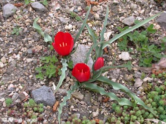 Tulipa_linifolia_ja03.jpg