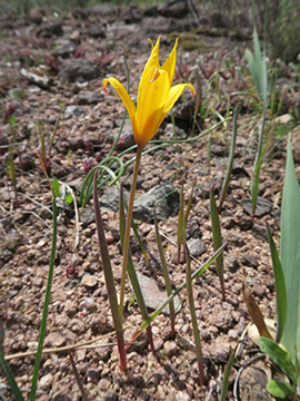 Tulipa_sylvestris_australis_Suedfrankreich_150417_ML06.jpg
