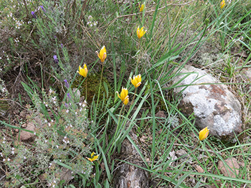 Tulipa_sylvestris_australis_Suedfrankreich_150417_ML08.jpg