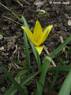 Tulipa_urumiensis_BORoncalli080409_ja01.jpg