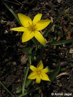 Tulipa_urumiensis_BORoncalli110409_ja01.jpg