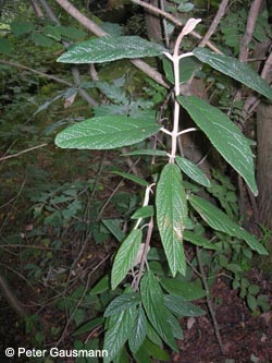 Viburnum_rhytidophyllum_BOWerneKokerei%20Amalia250810_PG01.jpg