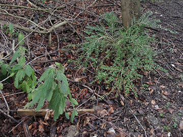 Viburnum_rhytidophyllum_Lonicera_nitida_Bochum_Unicenter_Kryptogamen_210118_ja02.jpg