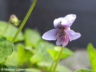 Viola_palustris_HAGarten2011_ML01.jpg