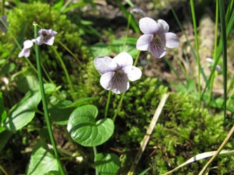 Viola_palustris_HASelbecke160513_ML01.jpg