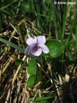 Viola_palustris_SWD_Feldberg200509_ja02.jpg
