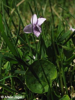 Viola_palustris_SWD_Feldberg200509_ja03.jpg